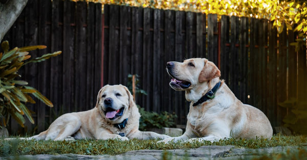 Two golden Labradors resting on grass in a sunny backyard, surrounded by trees and a wooden fence.
