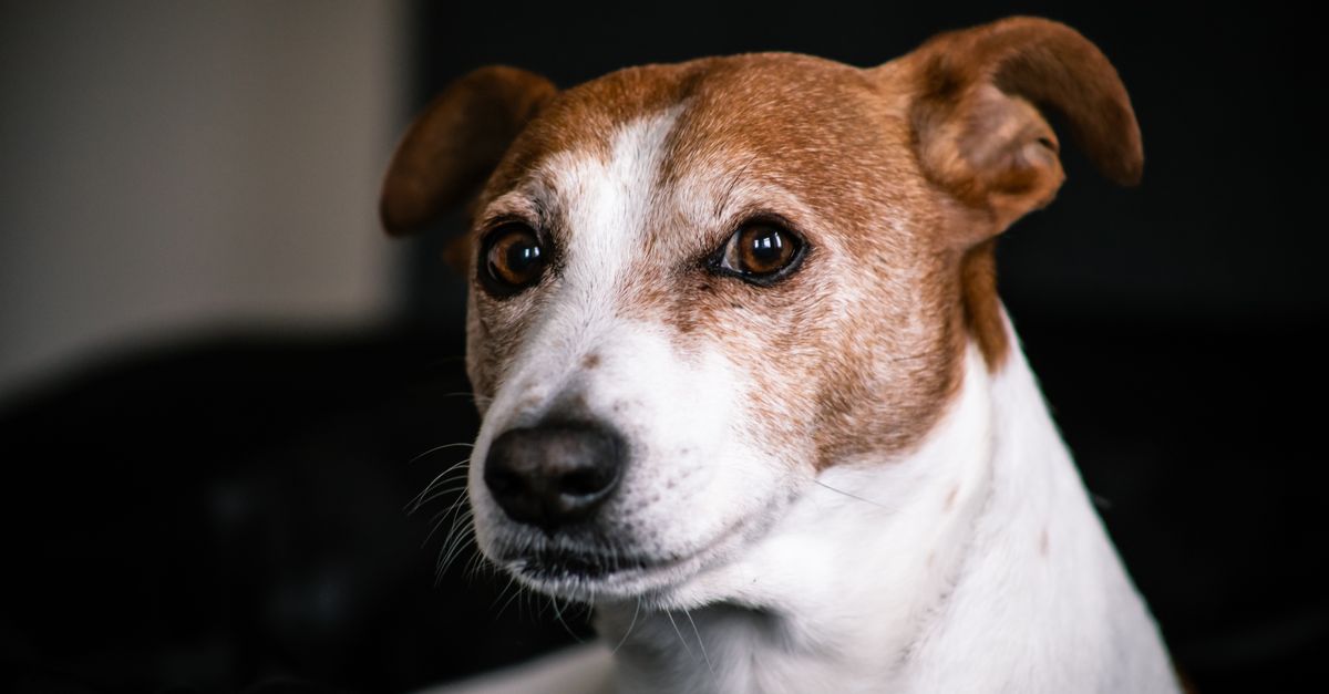 The best joint supplement for Welsh Terriers