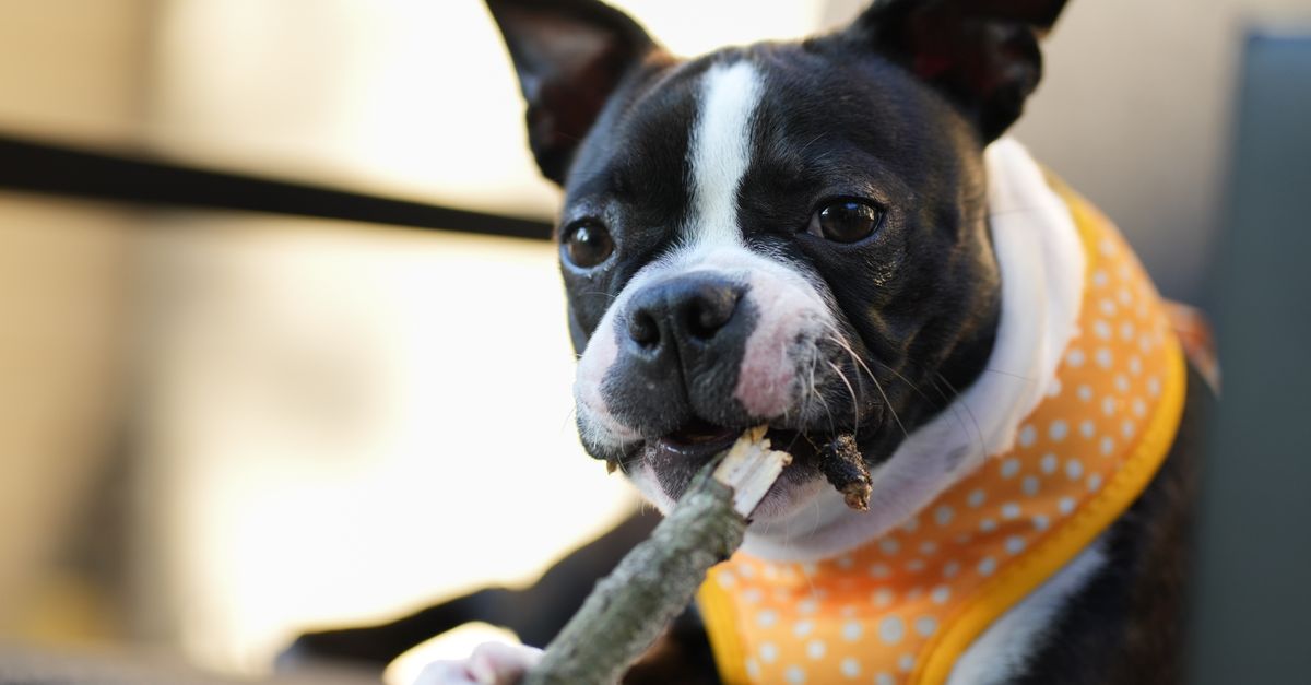 The best Pooch & Mutt alternatives in the UK