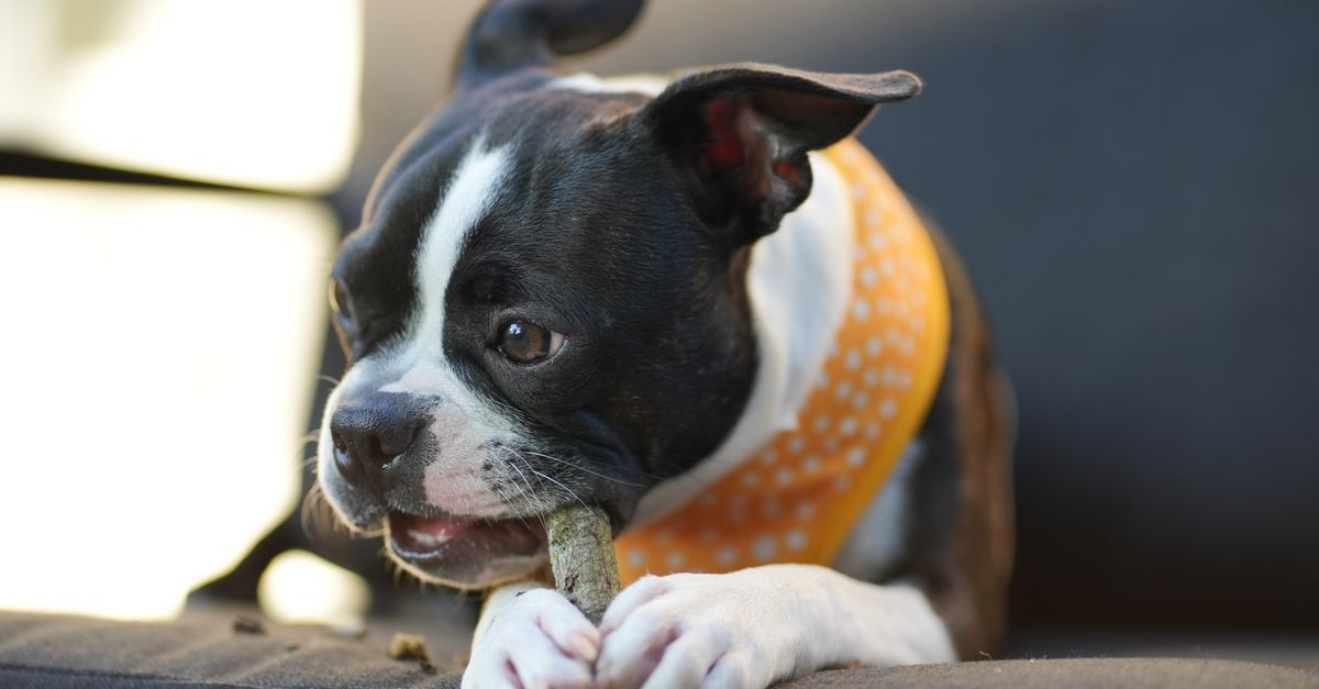 Where to buy Pooch & Mutt cheapest in the UK