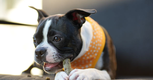 A cute Boston Terrier puppy enjoying a treat outdoors while wearing a polka dot bandana.