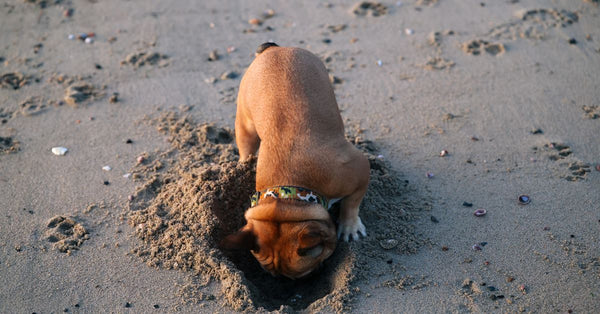 A playful French Bulldog digs in the sandy shore, capturing a cute moment at Stamford's cove.