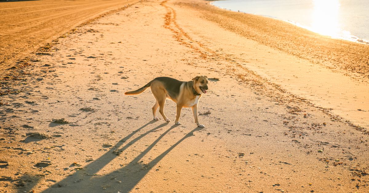 How to get your dog's arthritis diagnosed early