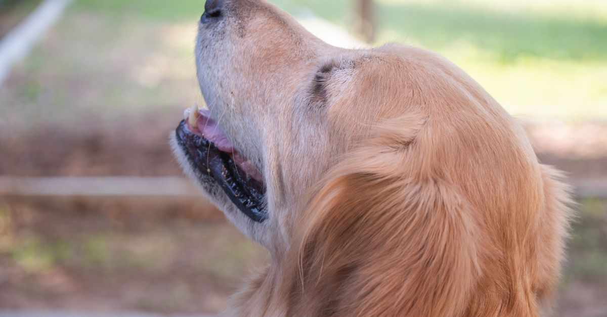 Why is my dog losing hair?