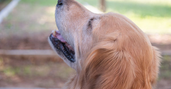 Profile view of a golden retriever basking in the sunlight outdoors in the park.