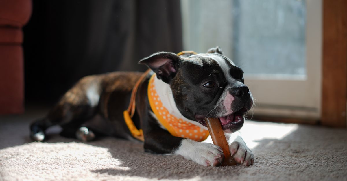 Antinol vs Cosequin: which is right for your dog?