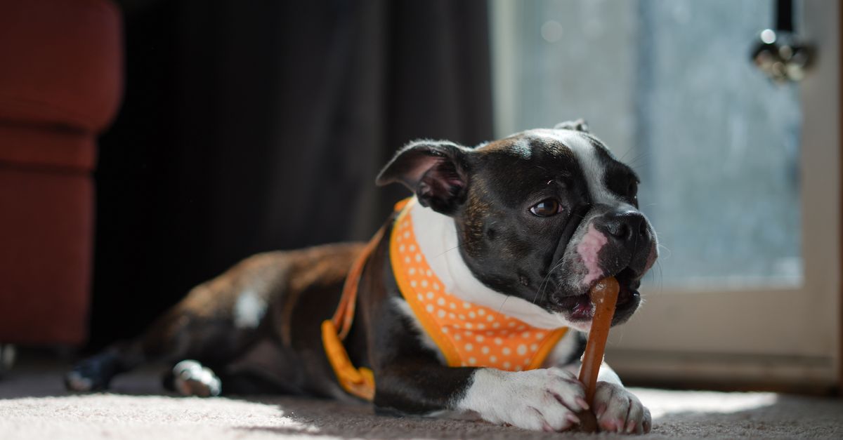 How long does PetLab Co. take to work?