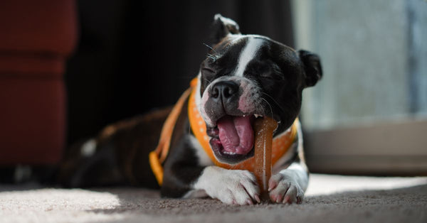 A Boston Terrier puppy enjoying a chew toy indoors, capturing a playful moment.