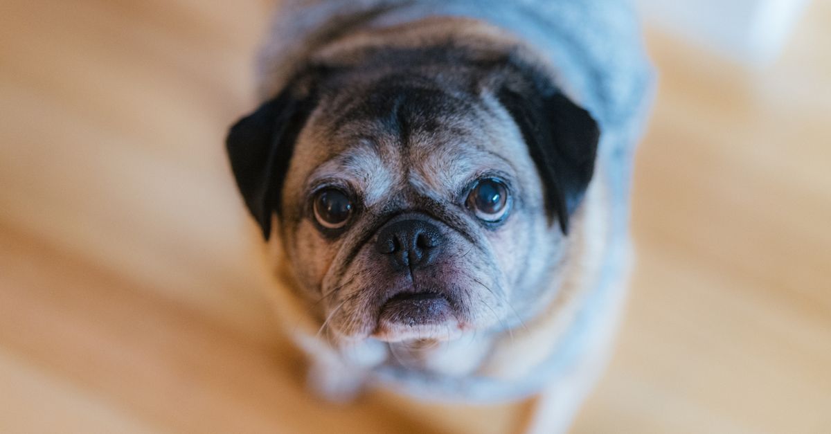 The best food for a senior dog