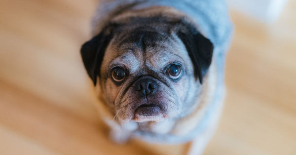 Charming close-up portrait of an elderly pug with a soulful gaze indoors on a wooden floor.