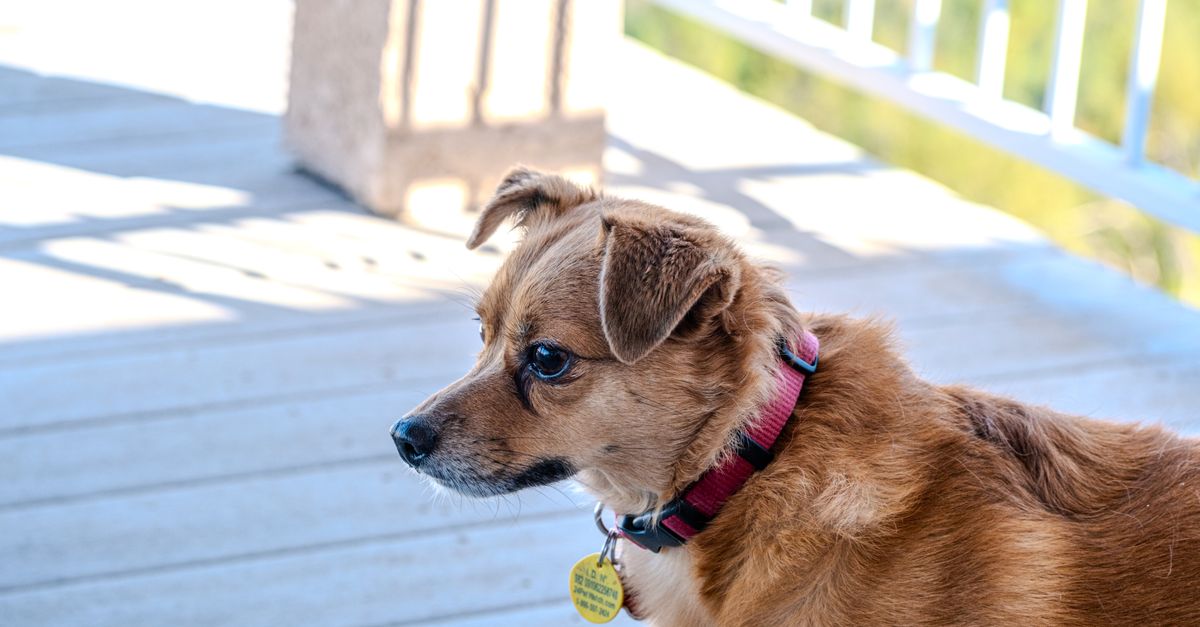 Why is my dog suddenly limping on his back leg?