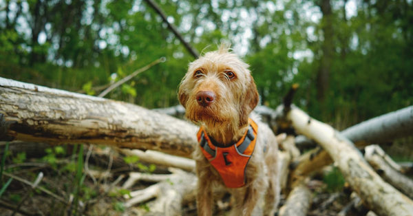A wirehaired dog in an orange vest exploring a forest with fallen logs.