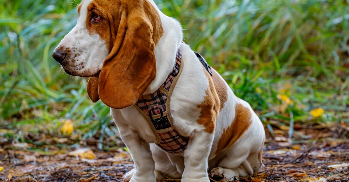 Keeping your Basset Hound mobile: a joint-health guide