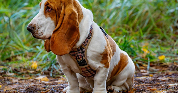 Charming basset hound sits outdoors on a nature trail, showcasing its iconic floppy ears and friendly demeanor.