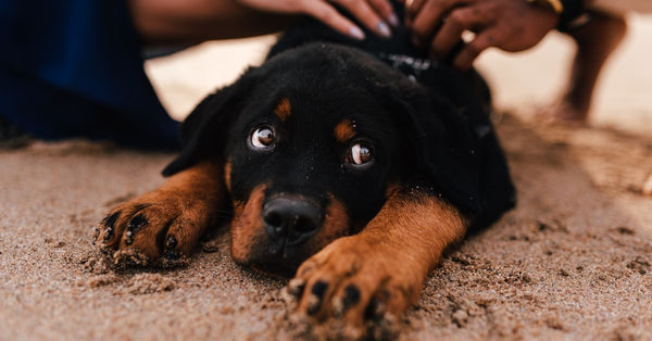 Joint supplements for Rottweiler puppies: when to start and what to use