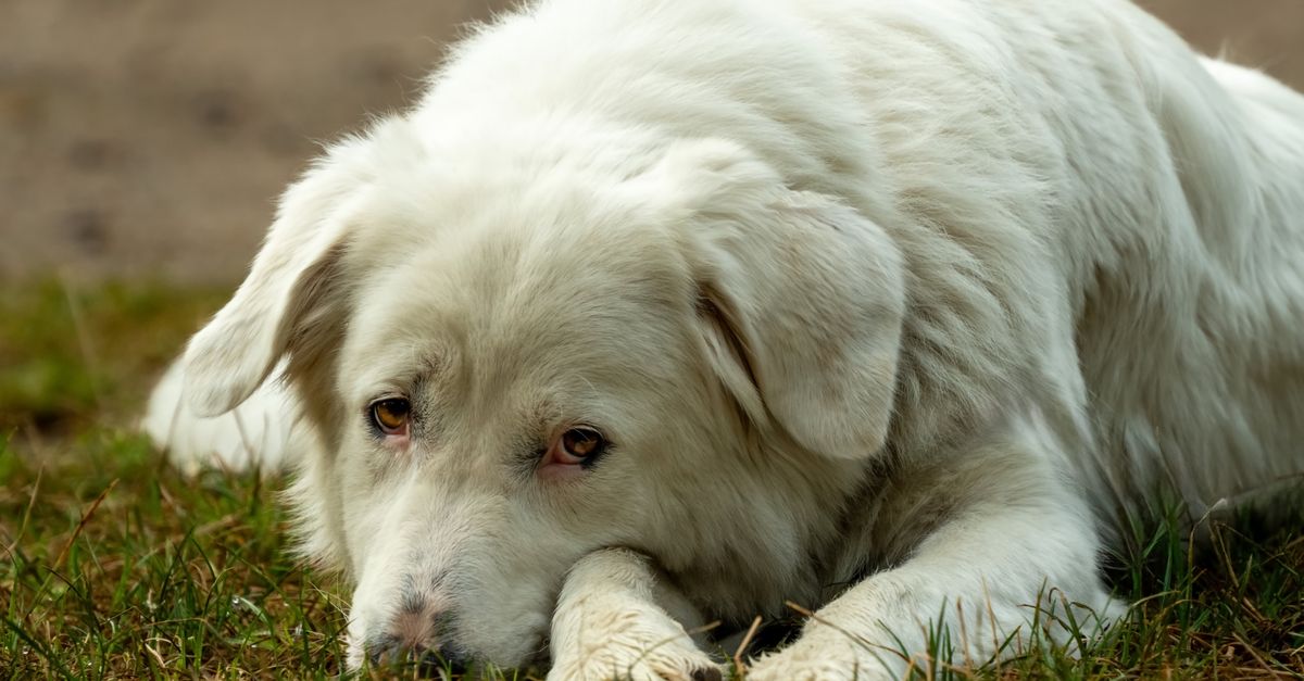 Common health issues in Cockapoos