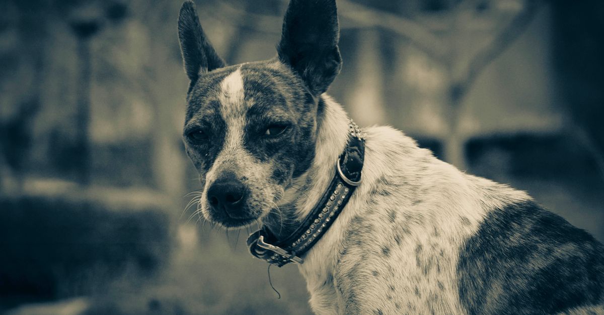 Devil's claw for dogs: is it a good idea?