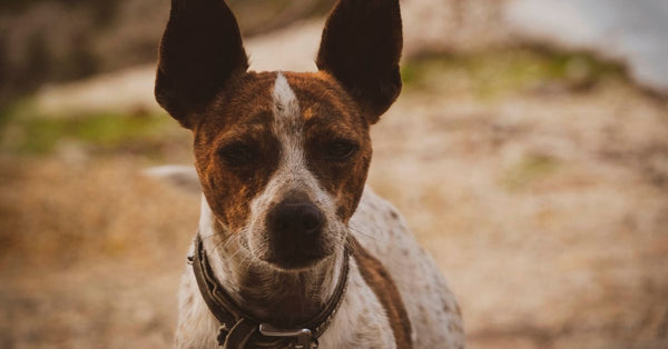 Close-up of a brown and white dog with attentive ears photographed outdoors.