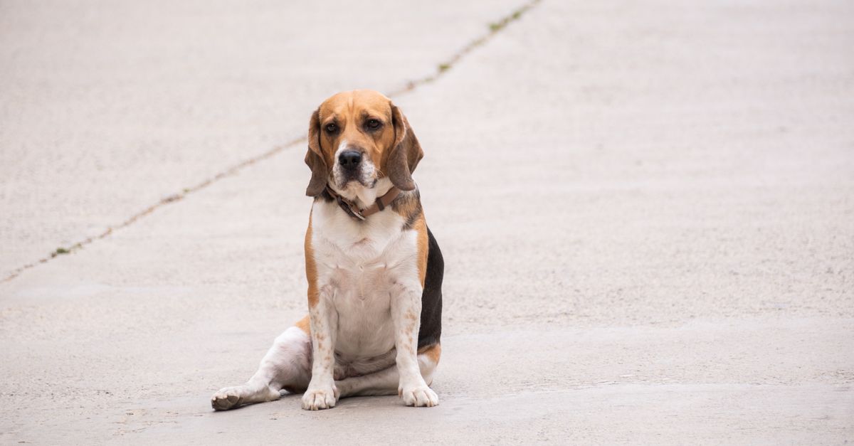 The best joint supplement for medium-sized dogs