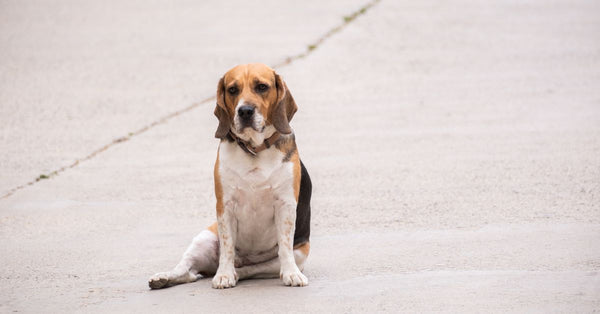 A beagle dog sits alone on a deserted pavement, offering ample copyspace.