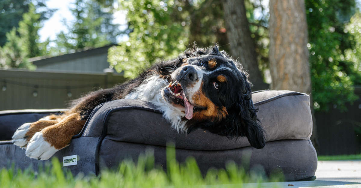 Quality of life with arthritis: how to assess your dog