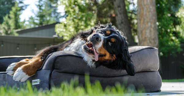 A Bernese Mountain Dog relaxes happily on a comfy bed outdoors, embodying summertime joy.