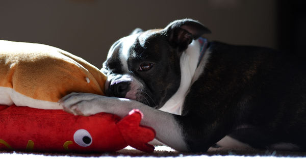 Adorable Boston Terrier puppy snuggling with plush toys indoors.