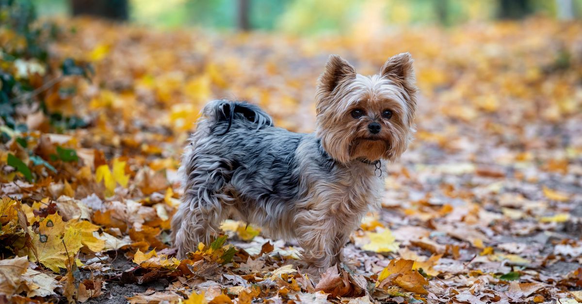 The Yorkshire Terrier owner's health and care guide