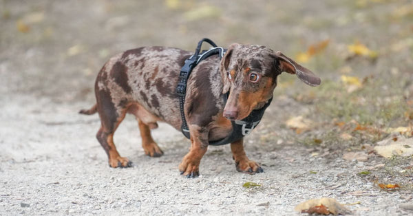 Cute dachshund with harness exploring outdoors on a crisp autumn day.