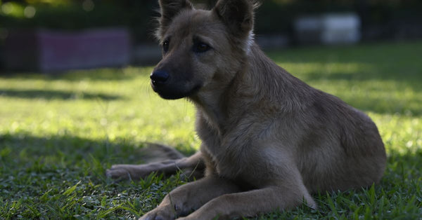 A cute dog lying on green grass in a serene outdoor setting in Imphal, Manipur, India.