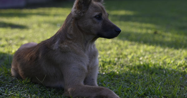 Adorable dog lying on a lush green lawn in Imphal, India, enjoying a sunny day.