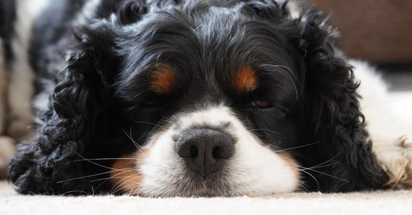 Adorable Cavalier King Charles Spaniel resting comfortably indoors.