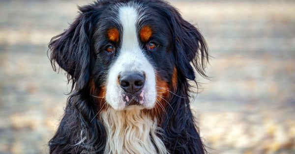 Portrait of a Bernese Mountain Dog with long fur outdoors on a sunny day.