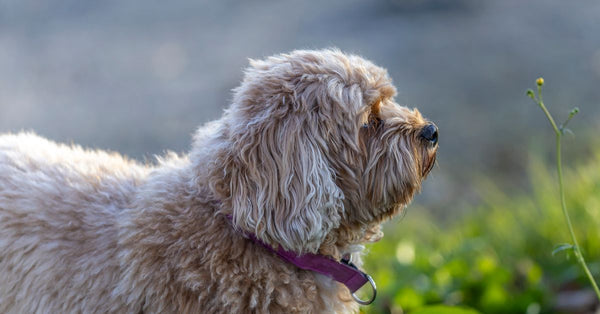 A cute Cavapoo dog with curly fur enjoying a sunny day outdoors in Sweden.