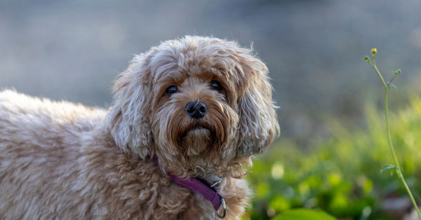Charming Cavapoo dog with fluffy coat enjoying outdoor scenery in Ludvika, Sweden.