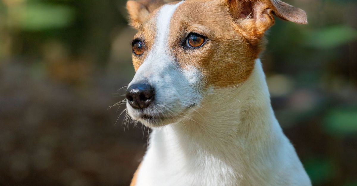 The best joint supplement for senior Jack Russells