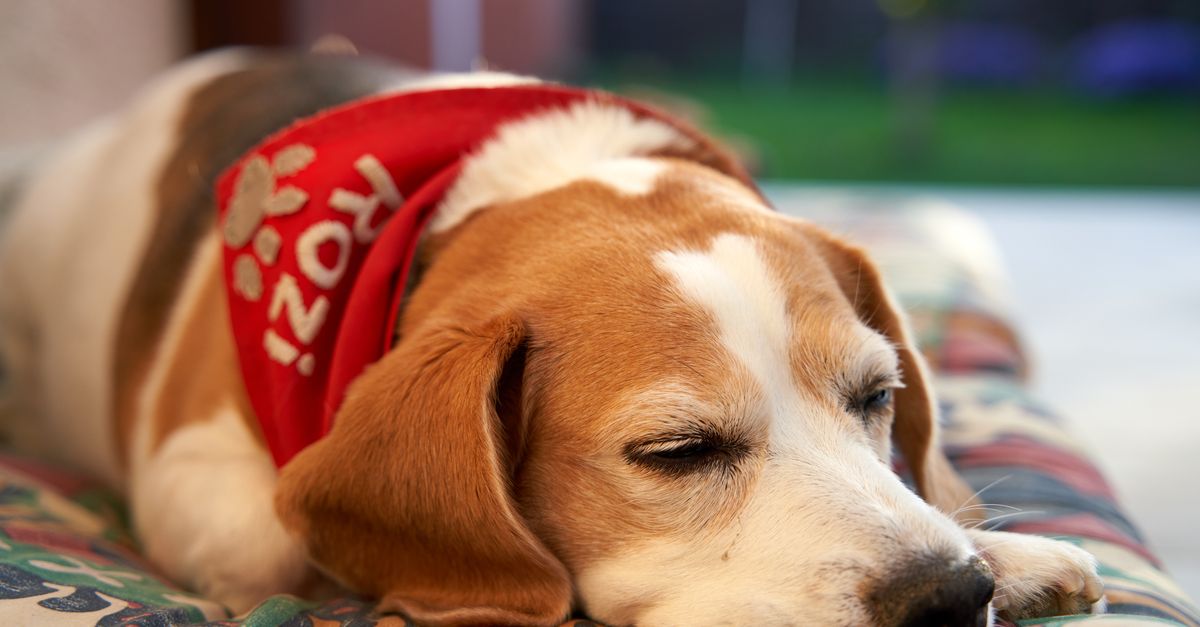How old is my dog in human years?