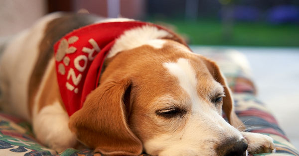A beagle wearing a red scarf naps peacefully outdoors, capturing a serene, summer moment.
