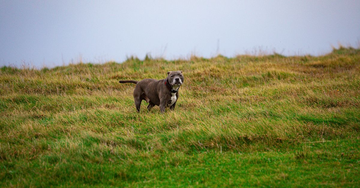 The best joint supplement for Parson Russell Terriers