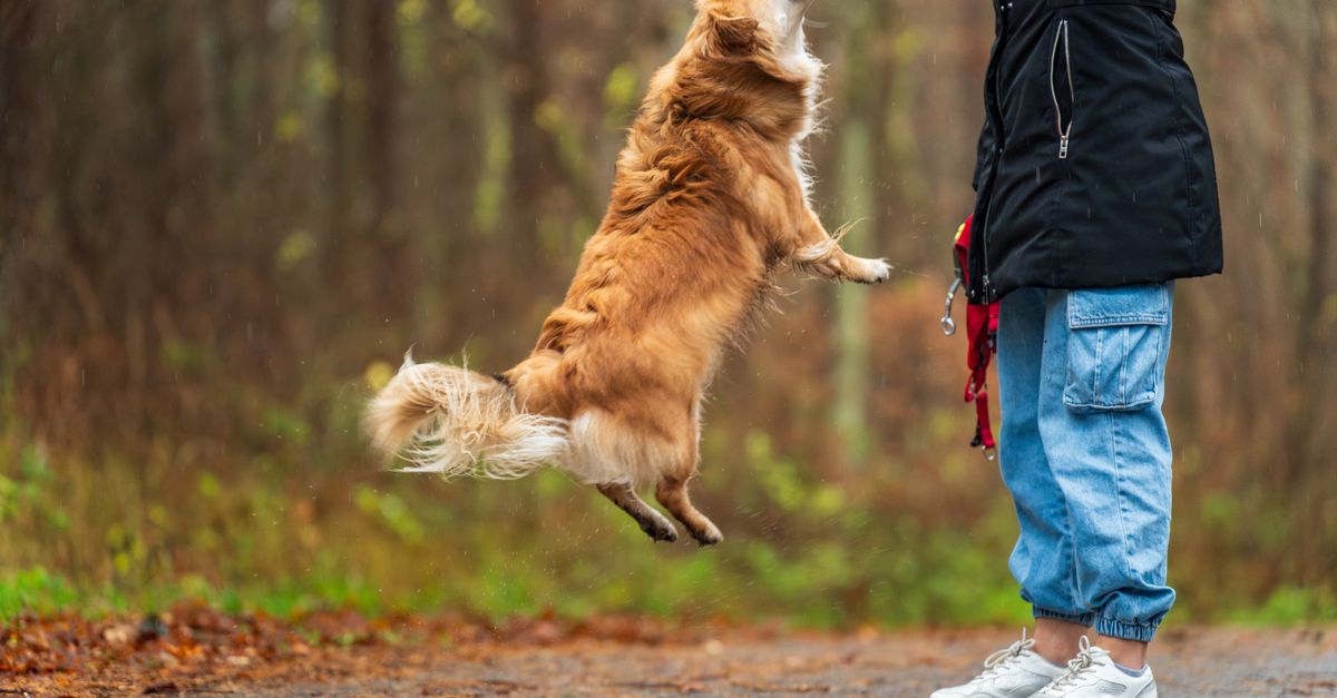 PetLab Co. dosage guide: how much to give by weight
