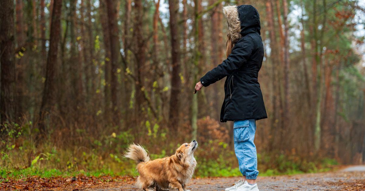 The best joint supplement for Nova Scotia Duck Tolling Retrievers