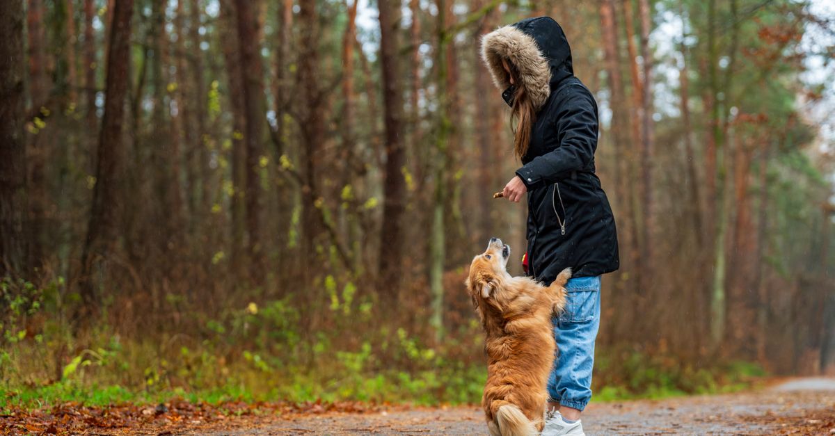 The best joint supplement for dogs after neutering