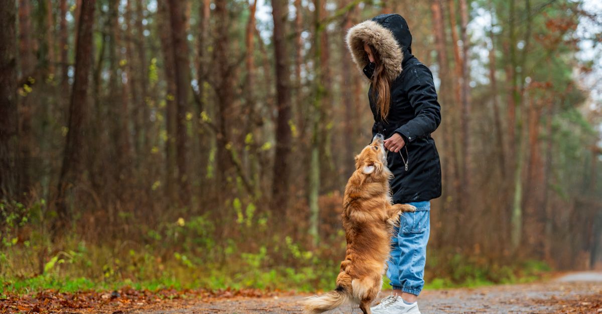 The best NutriPaw alternatives in the UK
