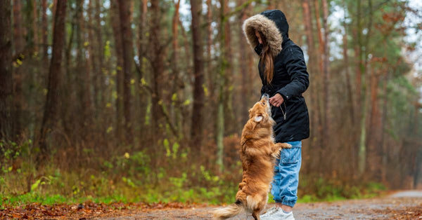 A woman in warm clothing interacts playfully with her dog on a forest path during autumn.