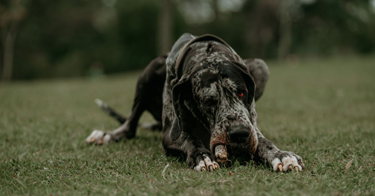 Joint supplements for Great Dane puppies: when to start and what to use