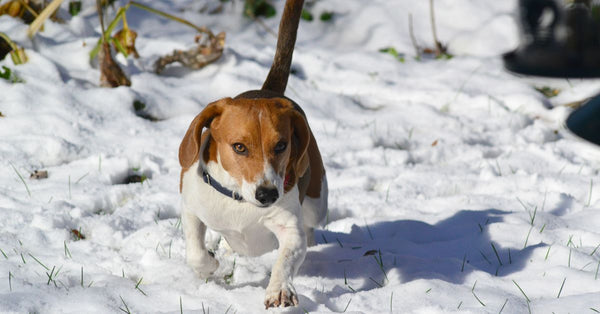 A beagle dog walking through fresh snow in a Kansas winter scene outdoors.