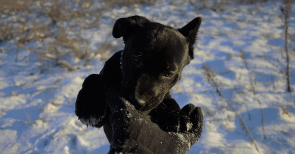 Cute black puppy on snow-covered field playfully biting a gloved hand during winter.