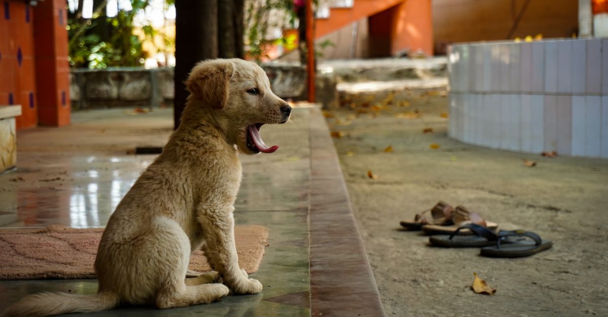 What happens if I miss a dose of my dog's supplement?