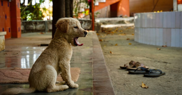 Cute golden puppy yawning while sitting on a patio, surrounded by lush greenery.