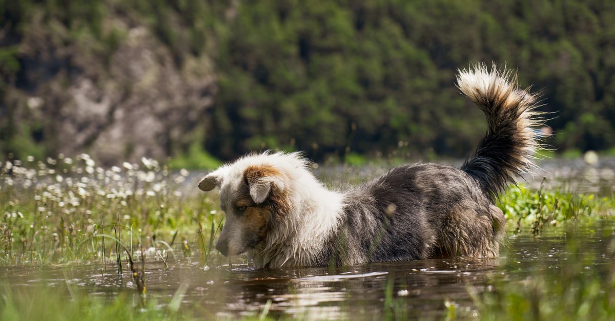 How to tell if your dog's fish oil has gone off